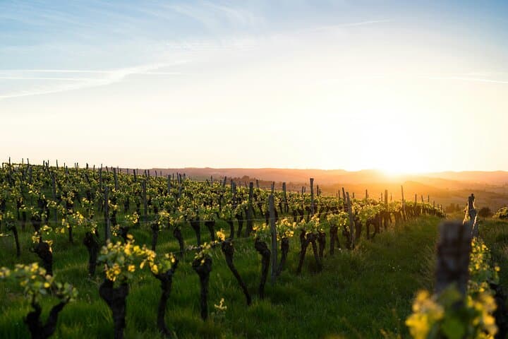 Meals in the vineyards or cave in case of bad weather