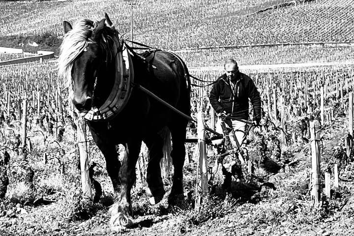 Working of vines