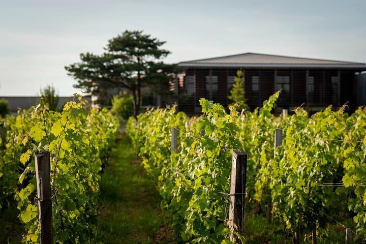 Tasting tour: Château Couhins