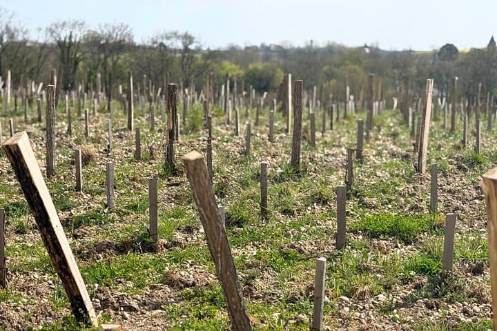 Medoc 1855 Individual Full Day Wine Tour