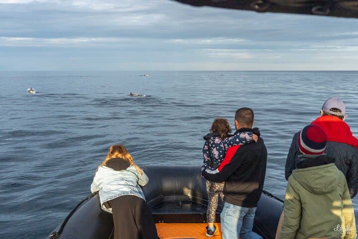 Cetacean Boat Tours in the Basque Country