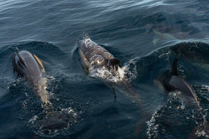 Common dolphins