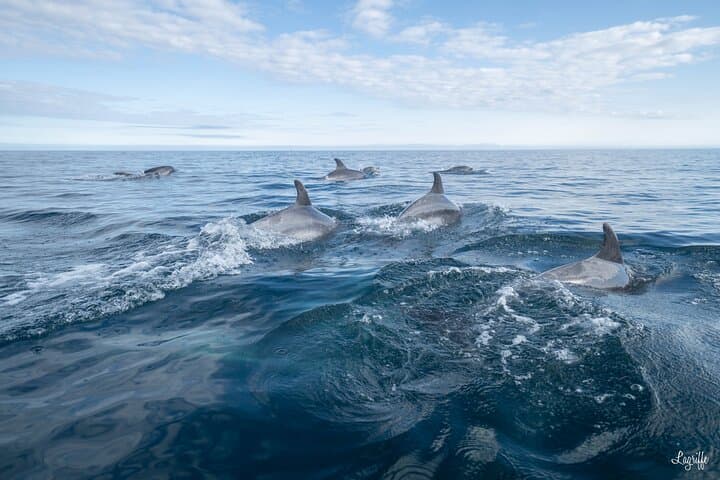 Cetacean Boat Tours in the Basque Country