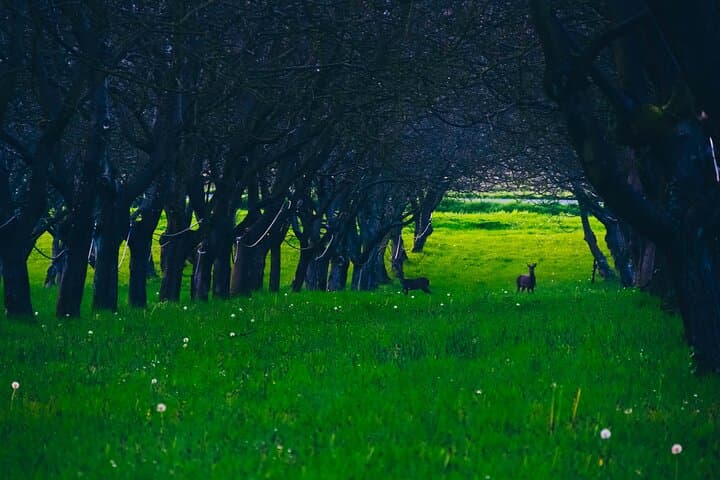 Private immersion visit to the Walnut grove with tasting