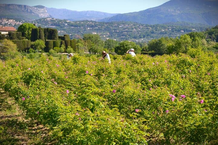 French Riviera countryside day tour: St Paul de Vence & Grasse