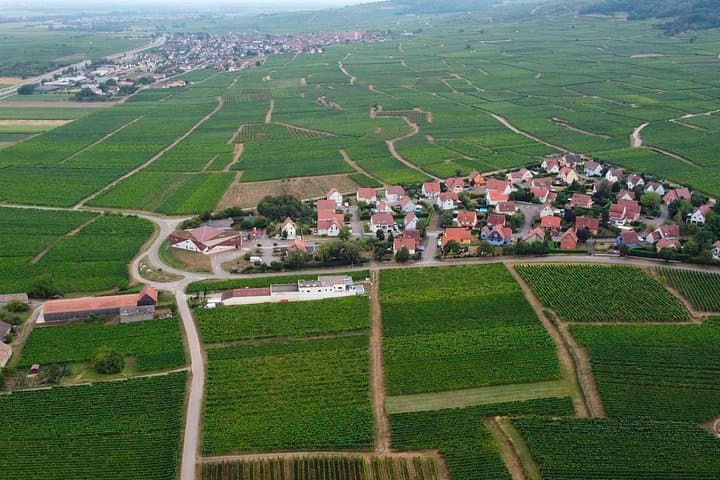 The Organic Treasures of Alsace An Invitation to Tasting