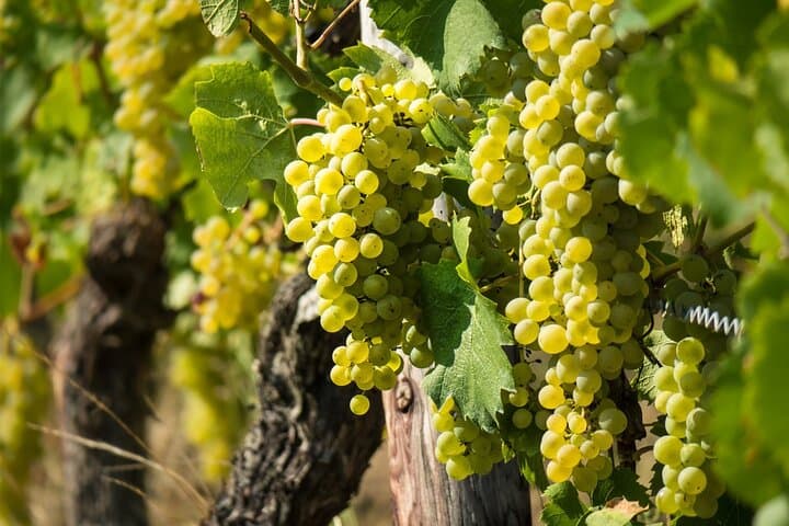 Chablis-Burgundy Wine Day from Paris with 8 Tastings & Lunch
