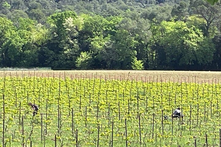 Vgnes de Provence