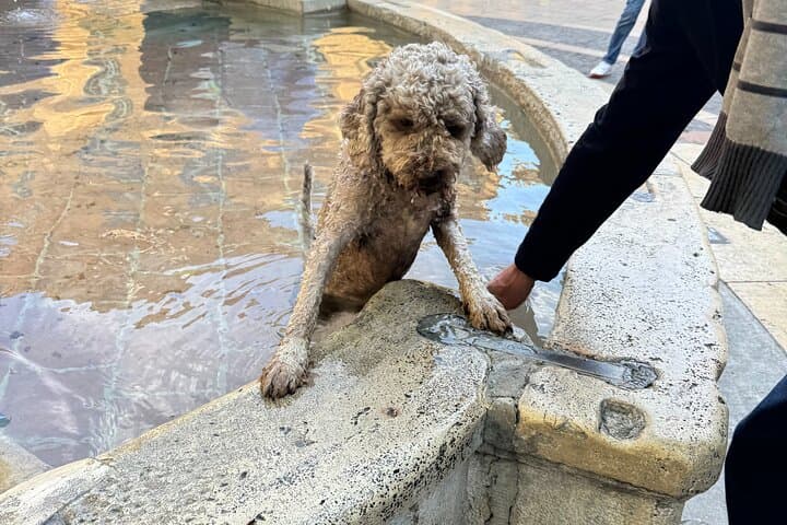 Hang out with the local dogs of Provence.