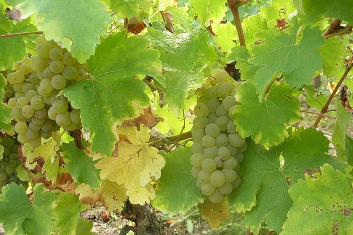 Sauvignon
