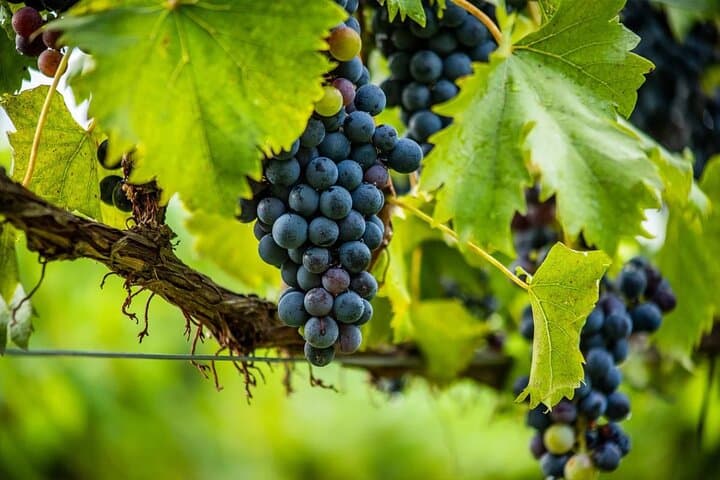 Reims Champagne Tour: Tastings and Vineyard Stroll (Private)