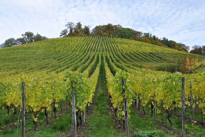 Reims Champagne Tour: Tastings and Vineyard Stroll (Private)