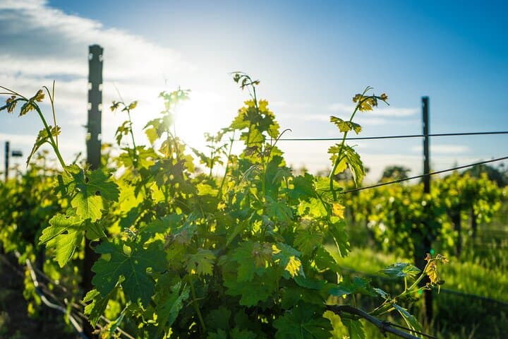 Reims Champagne Tour: Tastings and Vineyard Stroll (Private)