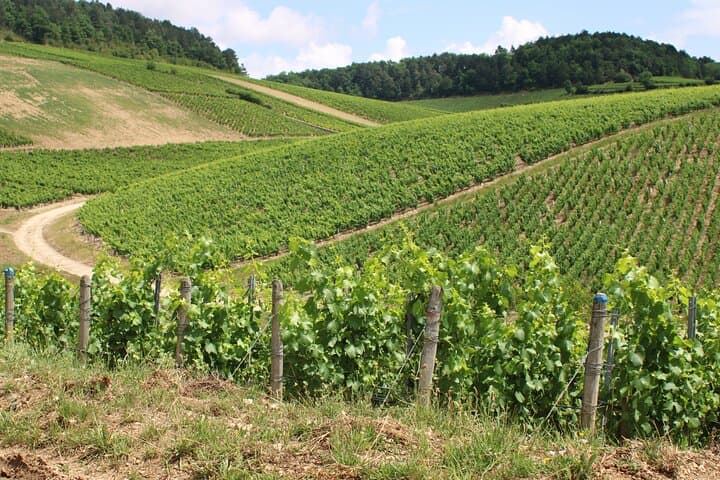 Chablis Grands Crus
