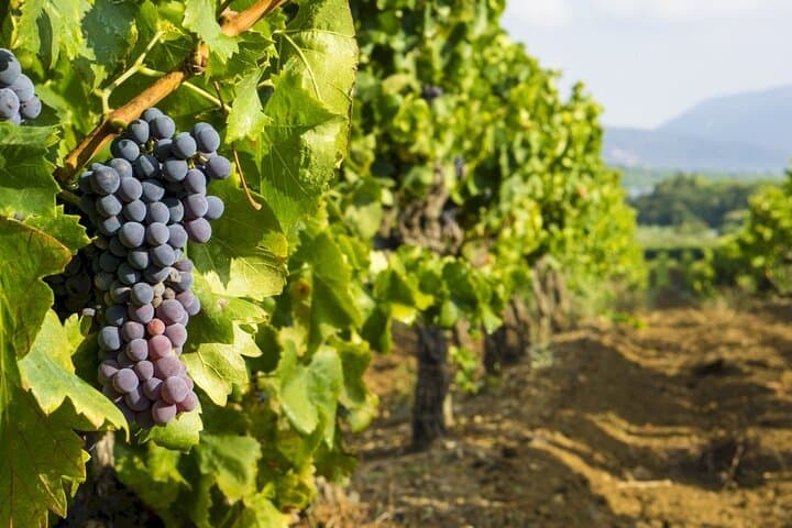 Marseille Shore Excursion : private Aix visit and wine tasting