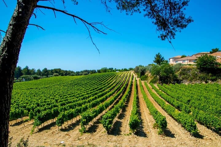 Marseille Shore Excursion : private Aix visit and wine tasting