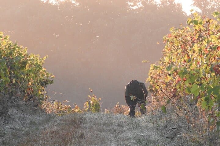 Harvesting at La Méchinière