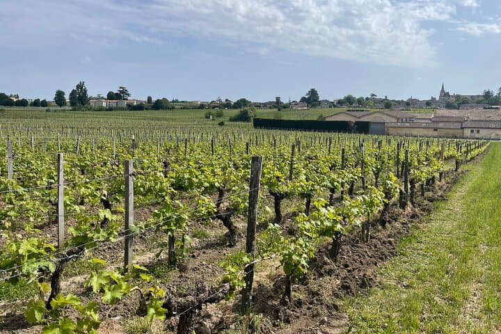 From Bordeaux Half day in Saint-Émilion: Village + Castle