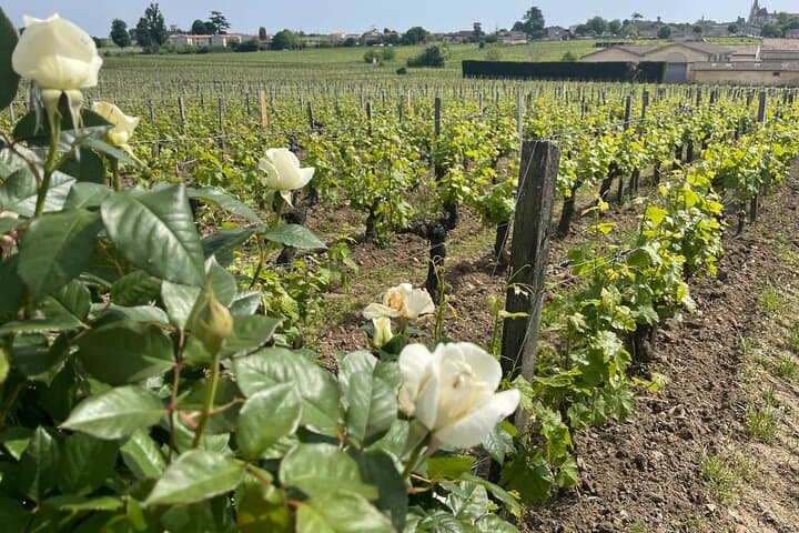 From Bordeaux Half day in Saint-Émilion: Village + Castle