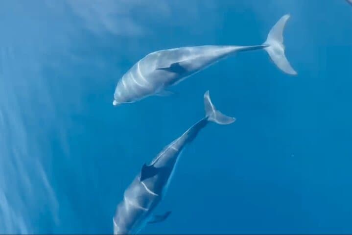 Depart Saint Raphaël: Meet the Dolphins