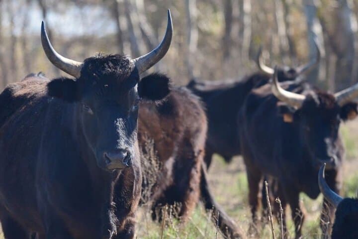 "Discover the Camargue bulls in their manade from the boat, an authentic immersion during your walk in the Camargue."