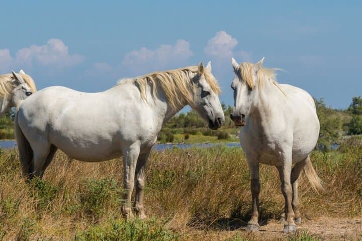 "Observation of wild horses during our Camargue boat ride. An unforgettable nature experience on the Rhone in Sete."