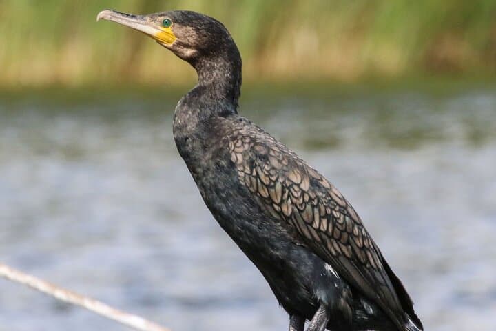 "Observation of free-ranging cormorants during our Camargue boat ride. An encounter with exceptional local wildlife."