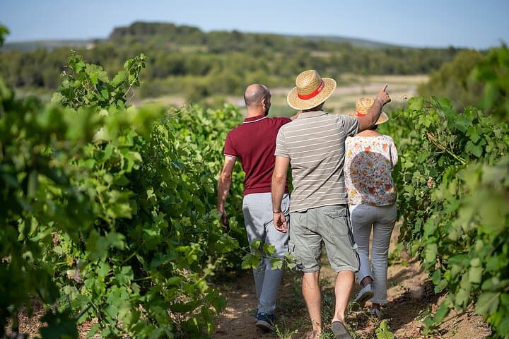 Visit of the vineyard