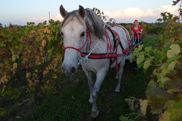 Visit Château Nodot and discover biodynamic viticulture
