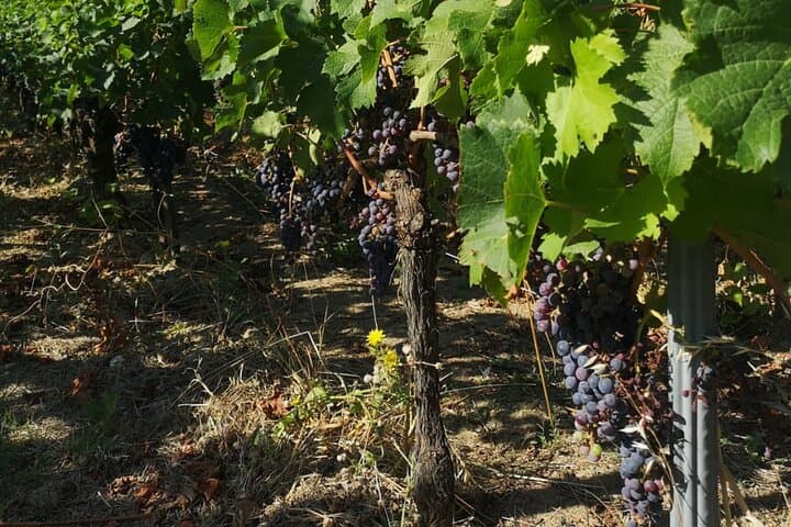 Wine tour Saint-Emilion Vert Bordeaux