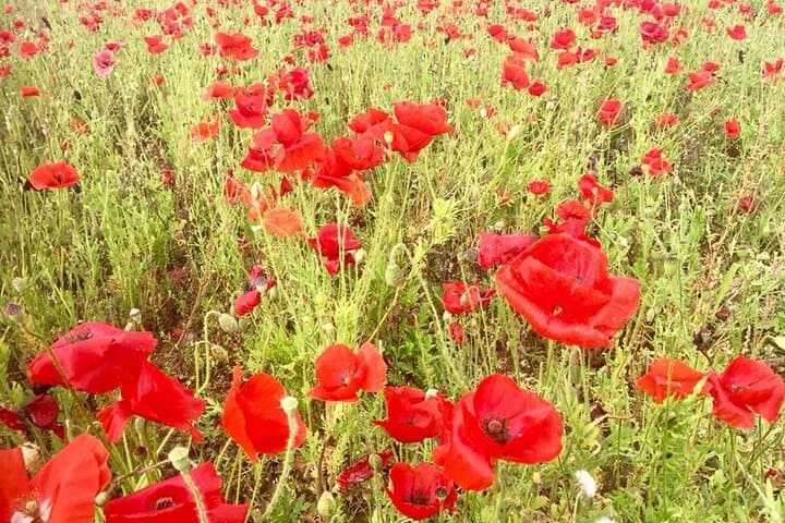Australian - Bullecourt-1918 Victories Day Tour - from Arras