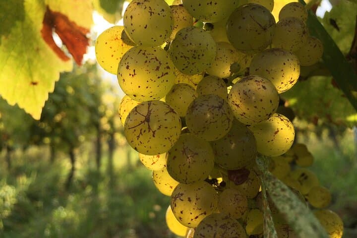 Alsace: Wine tasting/Single Straw Wine Tour