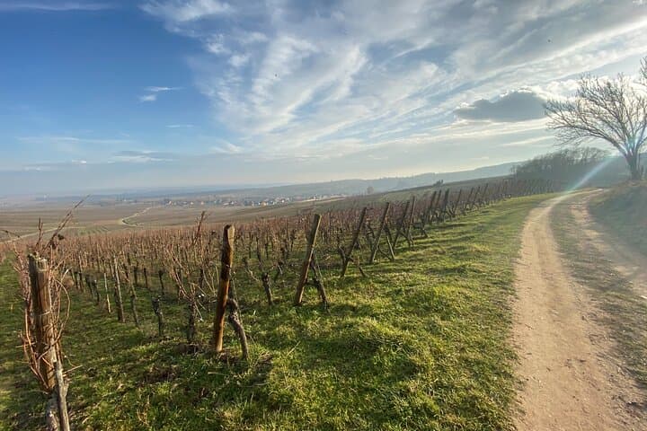 Private Tour Discover Alsace Wine Route from Zurich