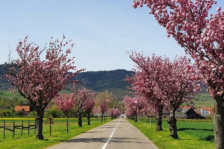 Excursion on the Alsace Wine Route