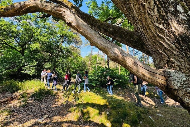 The mysteries of the Forest of Fontainebleau immersive tour