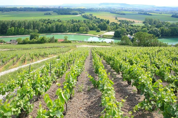 Vineyards: Panorama of the Champagne hills classified as UNESCO, cradle of the largest houses.