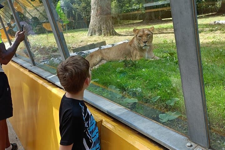 Zoo Safari Thoiry A Wild Family Day Trip from Paris