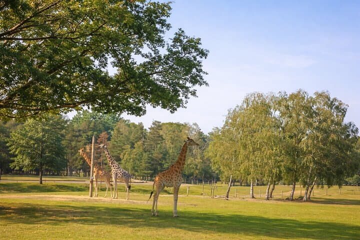 Zoo Safari Thoiry A Wild Family Day Trip from Paris