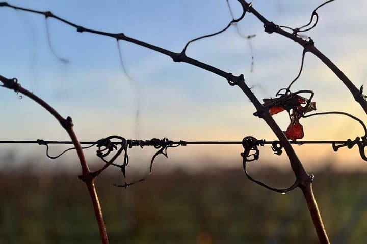 Alsace: Wine tasting/Single Straw Wine Tour