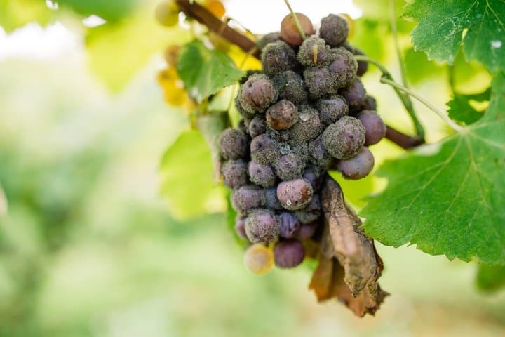 Private Wine Tour in Sauternes The Liquid Gold of Bordeaux