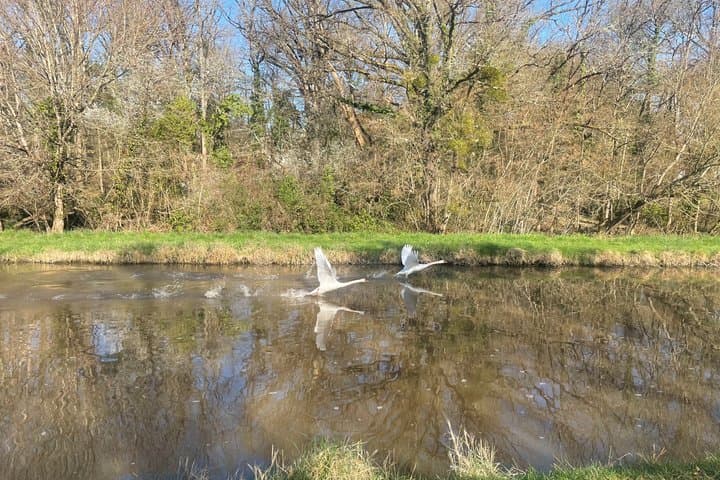 Swans that take flight on the Berry Canal on the Gièvres side.