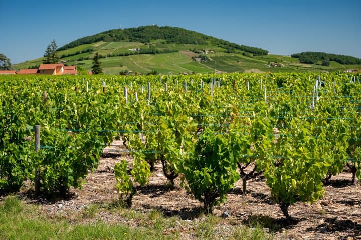 From Lyon: Beaujolais “Golden Stones” Wine Tasting Private Tour