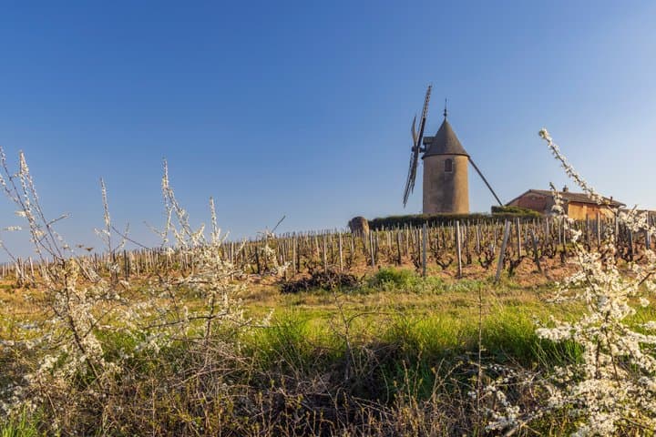 From Lyon: Beaujolais “Golden Stones” Wine Tasting Private Tour