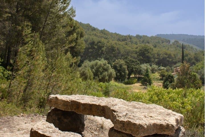 Vineyard and Janot Forest in Buggy 1OO% electric