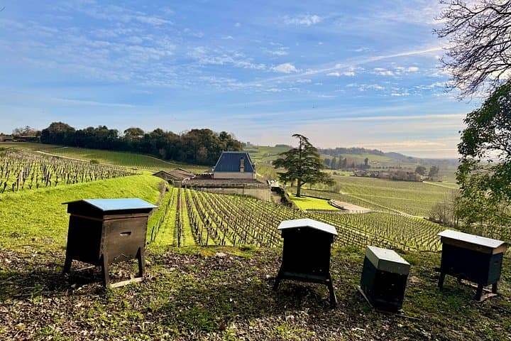 Biodynamic Wine Tour in Saint Emilion
