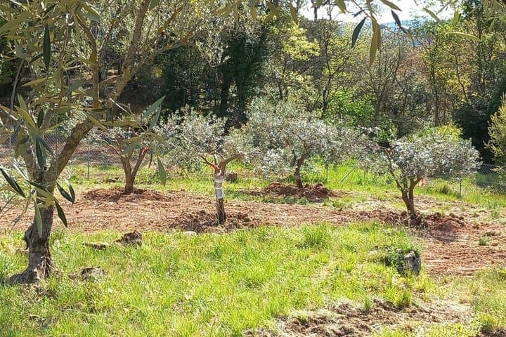 Visit of the Olive grove and tasting in Cotignac