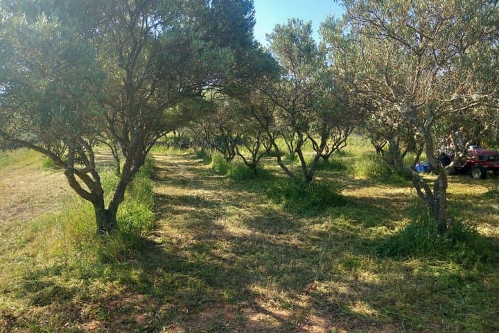 Visit of the Olive grove and tasting in Cotignac