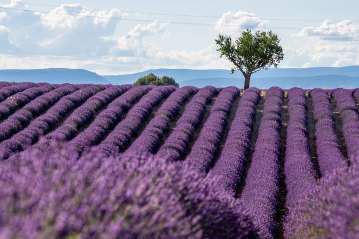 Verdon Gorge and Provence Private Scenic Sightseeing Tour