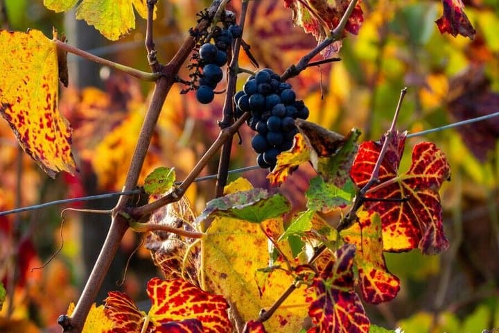 Paris Wine Day Tours - Chablis Wine tour - 3 Tastings with Lunch