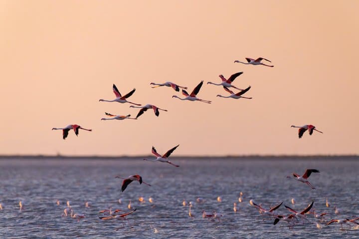 Private Shore Tour: Provence & Camargue Highlights
